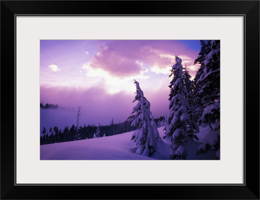 Sunrise light, snow-covered pine trees, Oregon Cascades, Oregon, united states,