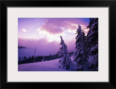 Sunrise light, snow-covered pine trees, Oregon Cascades, Oregon, united states,