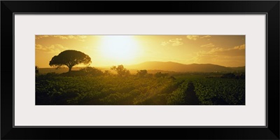 Sunrise over a vineyard, Provence-Alpes-Cote D'azur, France