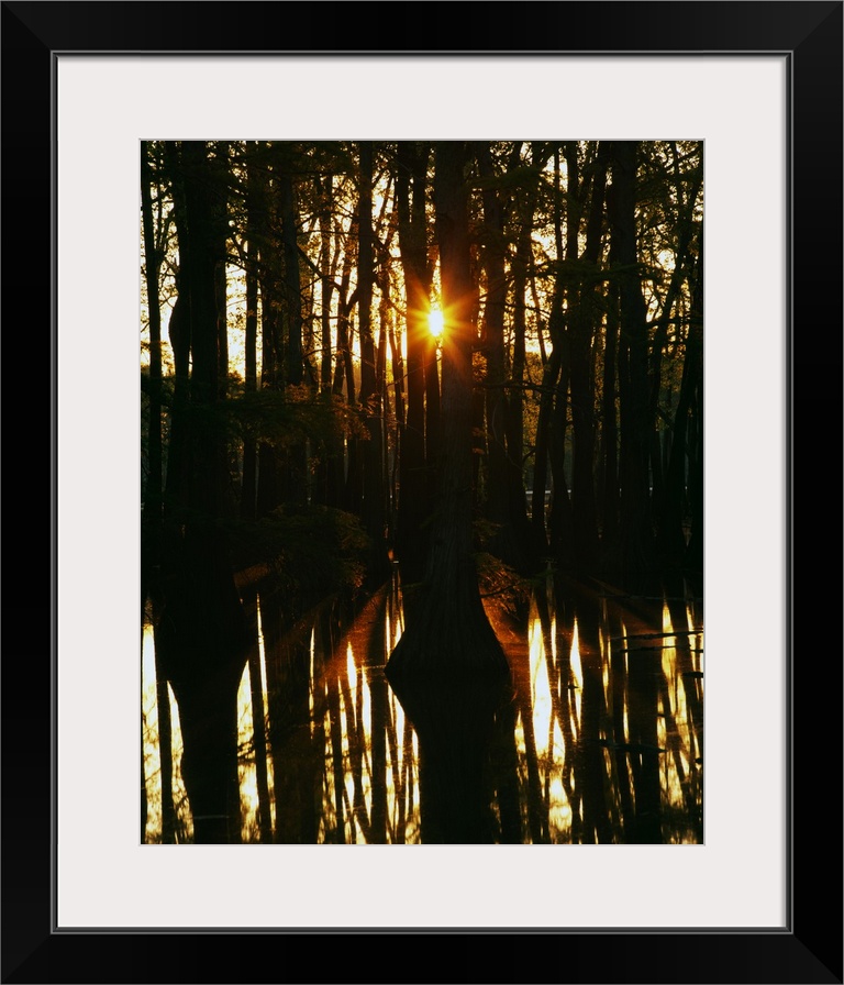 Sunrise through bald cypress trees (Taxodium distichum), water reflection, Horseshoe Lake Conservation Area, Illinois