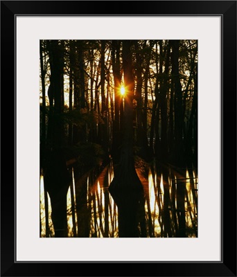 Sunrise through bald cypress trees (Taxodium distichum), water reflection, Horseshoe Lake Conservation Area, Illinois