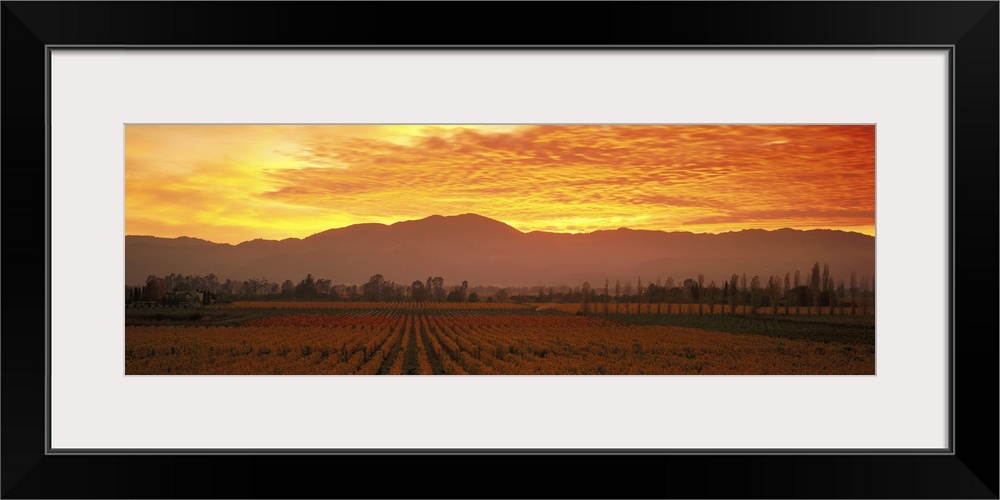 Panoramic photograph of wine vineyard with trees in the distance and mountain silhouettes in the background.  The sky is c...