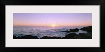 Sunset over the ocean with flock of birds, Mendocino, Mendocino County, California
