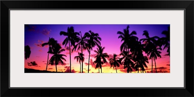 Sunset Palm Trees Oahu HI
