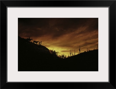 Sunset Sonoran Desert Tuscon AZ