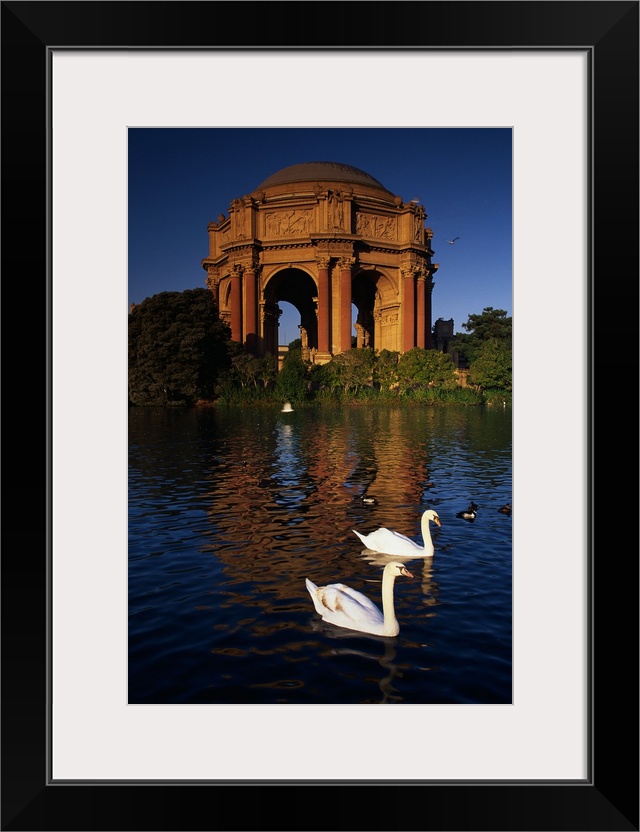 Tall canvas print of two swans swimming in a lake in front of a big monument.
