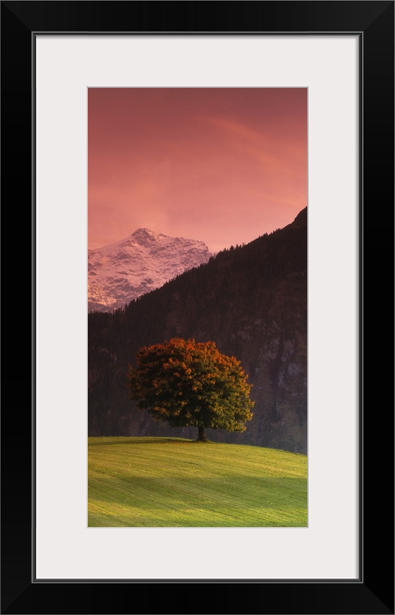 Vertical panoramic image of a tree in a grassy field in front of the Swiss Alps in Switzerland.