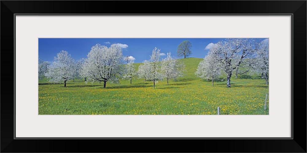 Switzerland, Zug, View of blossoms on cherry trees