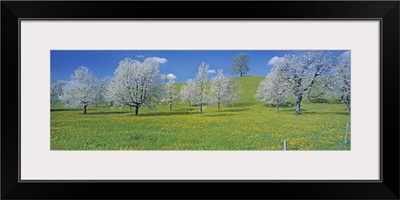 Switzerland, Zug, View of blossoms on cherry trees