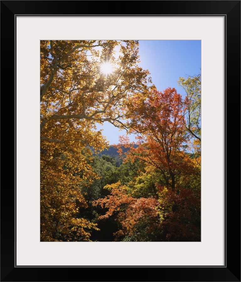 Vertical, big photograph of the tops of large sycamore and maple trees with fall foliage, in Garden Canyon, Coronado Natio...