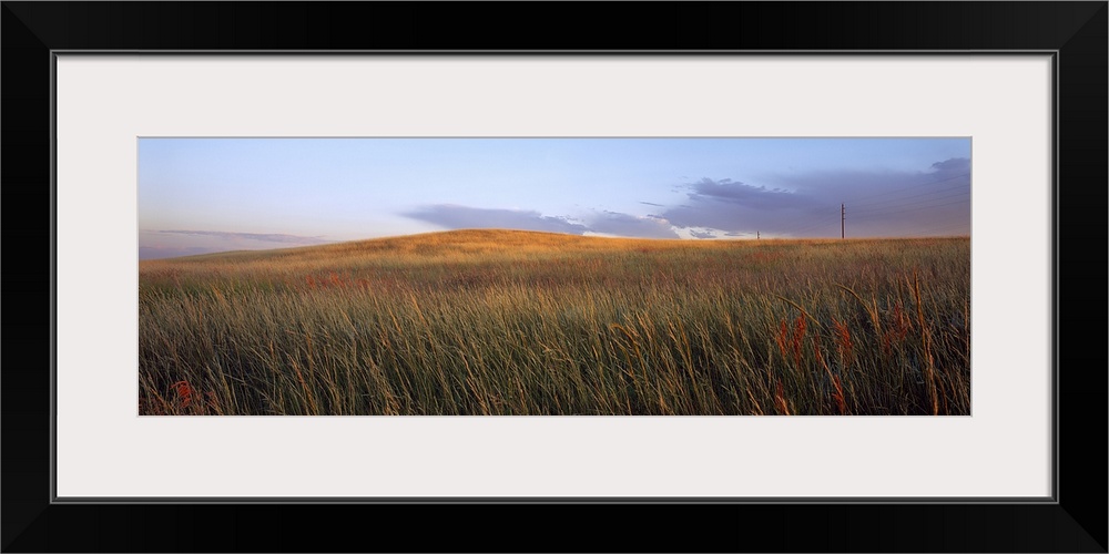 Tall grass in a field, High Plains, USA