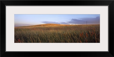 Tall grass in a field, High Plains, Cheyenne, Wyoming