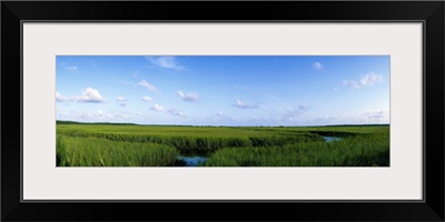 Tall grass in a swamp, Savannah, Georgia