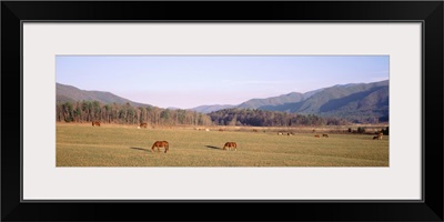 Tennessee, Cades Cove, Great Smoky Mountains National Park, Horses grazing in the field