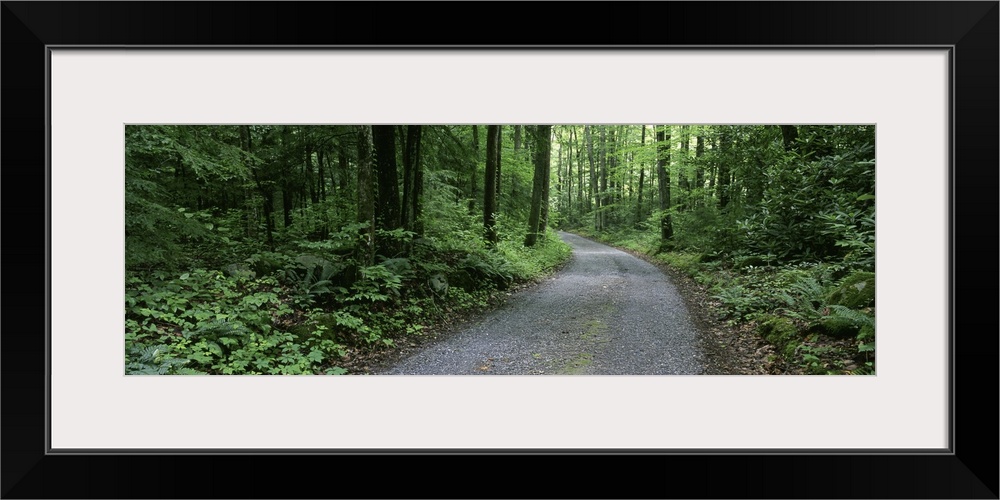 Tennessee, Great Smoky Mountains National Park, Road through a forest