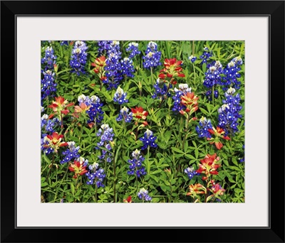 Texas bluebonnets and indian paintbrush flowers in bloom, Texas