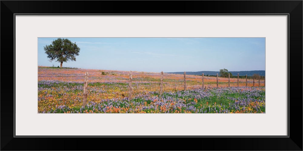 Panoramic photograph displays a large field with endless amounts of colorful flowers that is highlighted by a fence runnin...