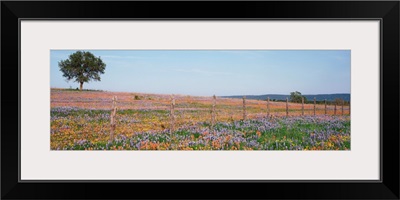 Texas Bluebonnets and Indian Paintbrushes in a field, Texas Hill Country, Texas