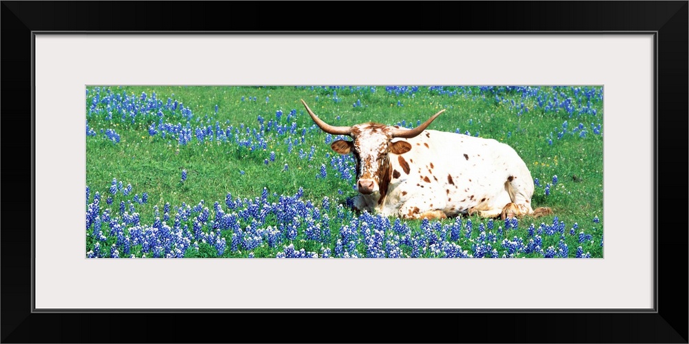 A steer sitting in a field of bluebonnet flowers in a panoramic photograph.