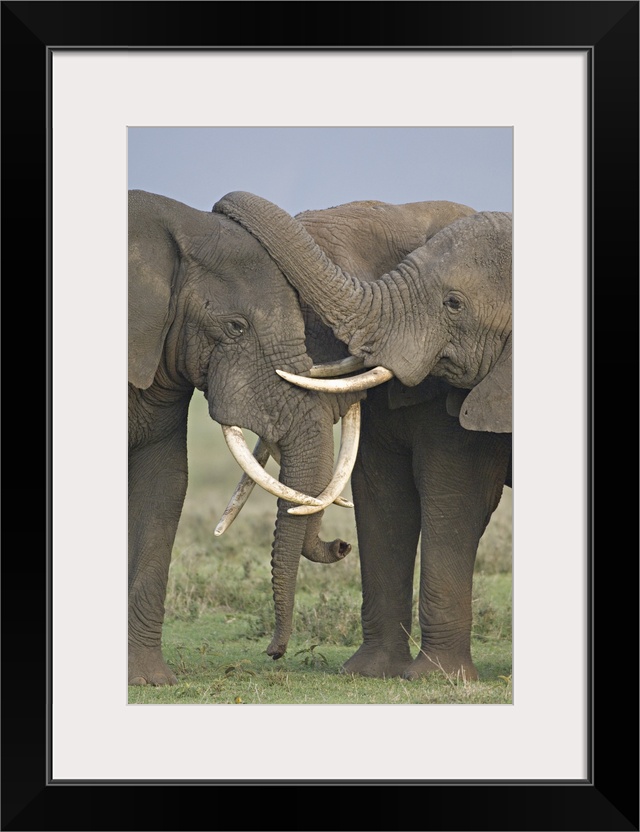 Three African elephants fighting in a field, Ngorongoro Crater, Arusha Region, Tanzania (Loxodonta africana)