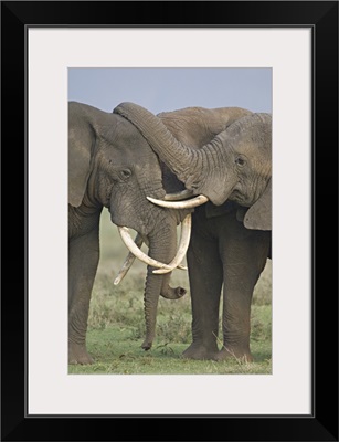 Three African elephants fighting in a field, Ngorongoro Crater, Arusha Region, Tanzania (Loxodonta africana)