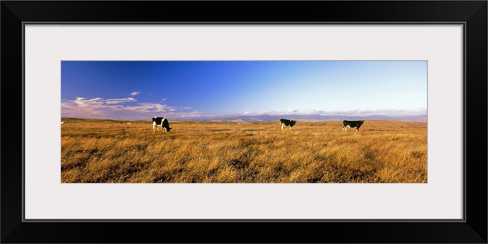 Three cows grazing in a field, Point Reyes National Seashore, California