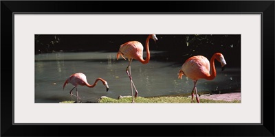 Three flamingos foraging by a pond, Jungle Gardens, Sarasota, Florida