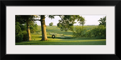 Tire swing on a tree