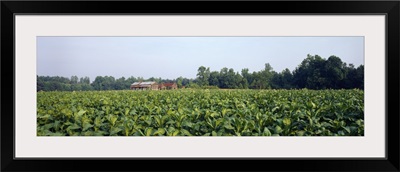 Tobacco Farm Nash Co NC