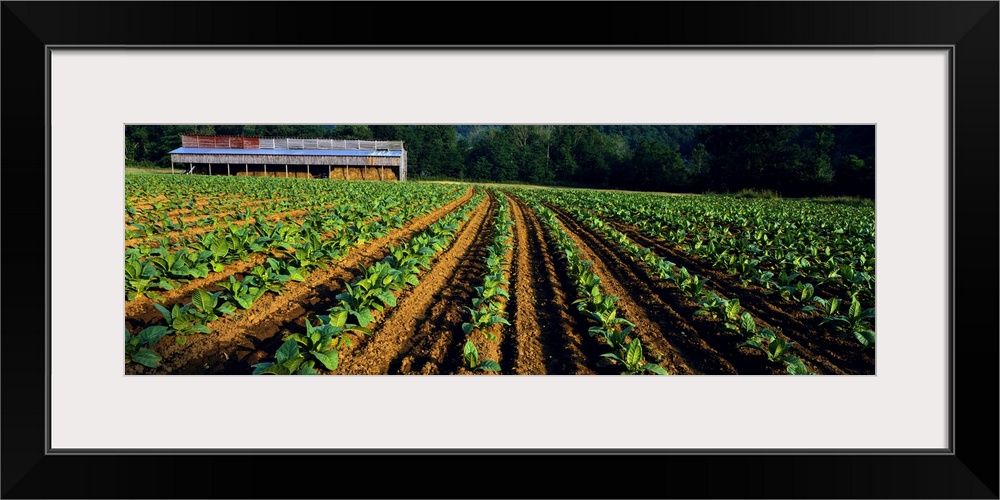 Tobacco field with a barn in the background, North Carolina