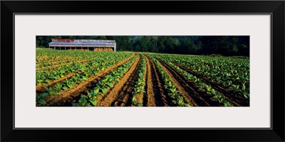 Tobacco field with a barn in the background, North Carolina