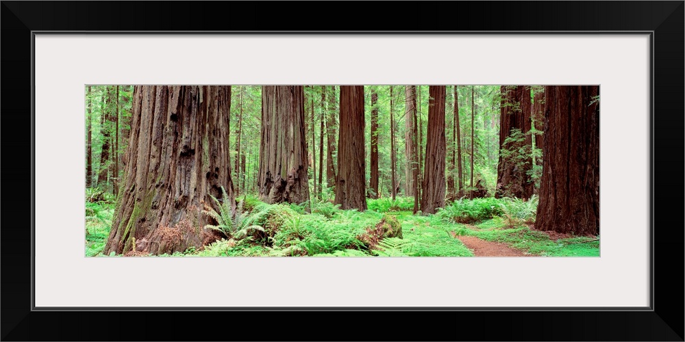 Panoramic photograph of enormous, thick trees and underbrush on the Avenue Of The Giants in Founders Grove, California (CA...