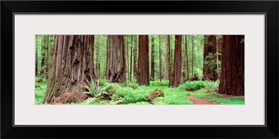 Trail, Avenue Of The Giants, Founders Grove, California