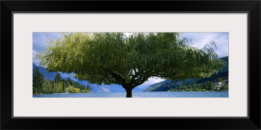 Tree at the lakeside, Lake Wakatipu, Queenstown, Otago Region, South Island, New Zealand