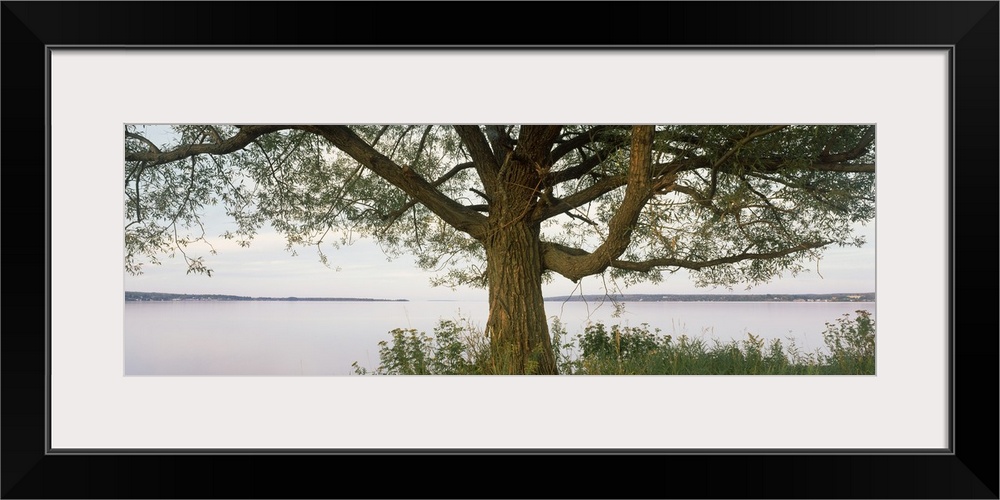 Tree along lake, ??