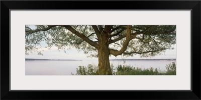 Tree at the lakeside, Wisconsin