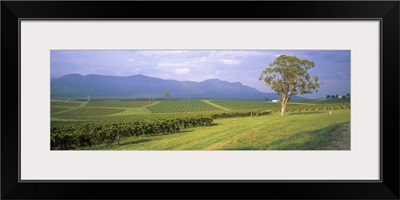 Tree in a vineyard, Hunter Valley, New South Wales, Australia