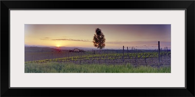 Tree in a vineyard, Val DOrcia, Siena Province, Tuscany, Italy