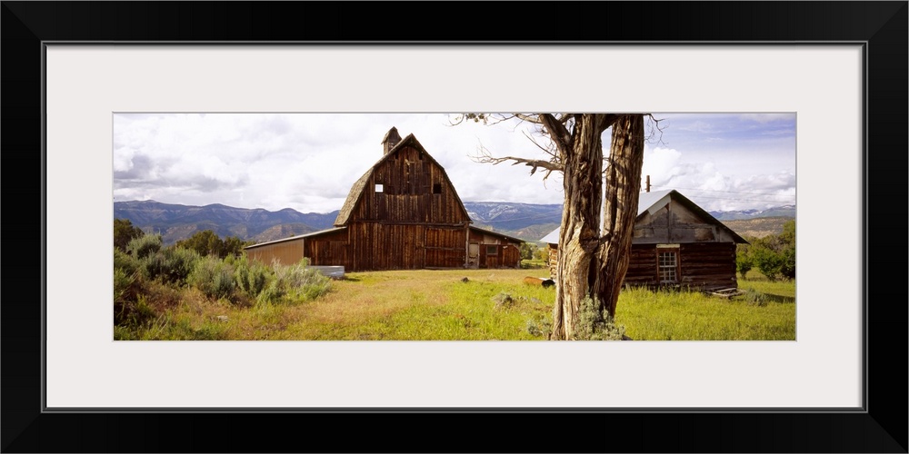 Tree in front of barns, historical barn, Collbran, Colorado