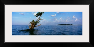 Tree in the sea, Ten Thousand Islands, Florida,