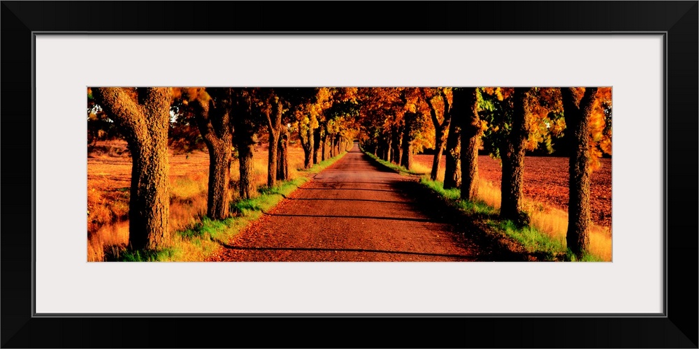 Tree Lined Road