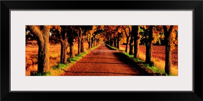 Tree Lined Road