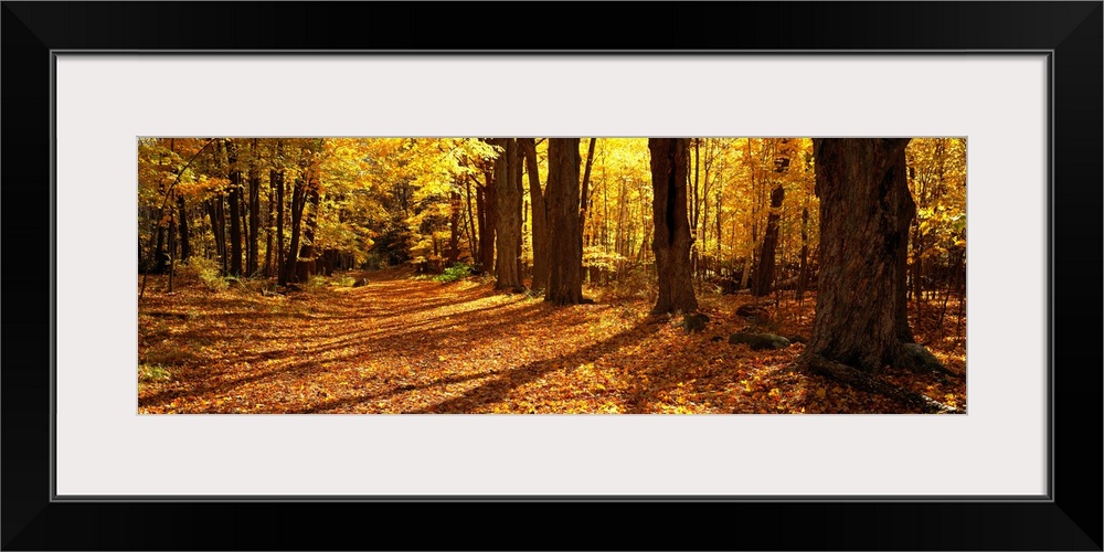 Large canvas print of a road covered in fall leaves and a forest surrounding it.