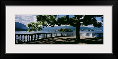 Tree near a lake, Stresa, Isola Bella, Borromean Islands, Lake Maggiore, Piedmont, Italy