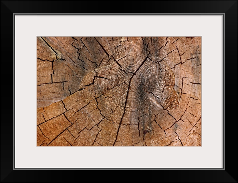 A photograph is taken very closely of a tree stump showing the rings and cracks in it.