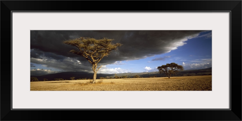 Tree w\storm clouds Tanzania