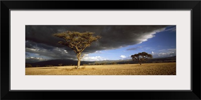 Tree w\storm clouds Tanzania