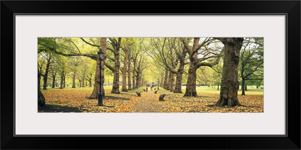 This panoramic picture is of a walking path in a park with large trees lining the path and leaves covering the ground.