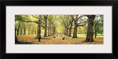 Trees along a footpath in a park, Green Park, London, England