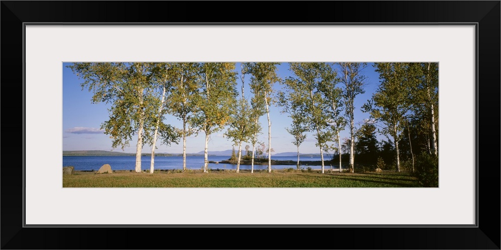 Trees along a lake, Moosehead Lake, Maine